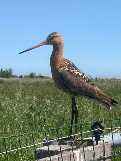 “Grutto, bijnaam kapitein omdat deze niet bang is en de boel in de gaten houdt.” Bijlmermeer, Waterland-oost. Foto: Ton Pieters