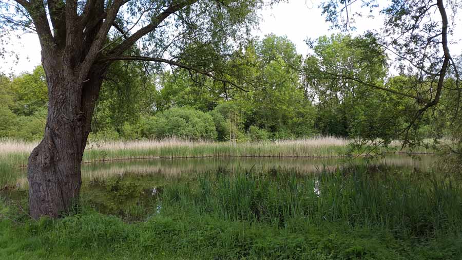 Het Beusebos is een aangenaam natuur- en recreatiegebied