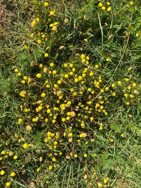 Foto van goudknopjes langs de greppels in Opperwoud op 26 mei jl.