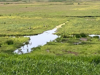Foto van de met water gevulde greppels in Opperwoud op 26 mei jl.